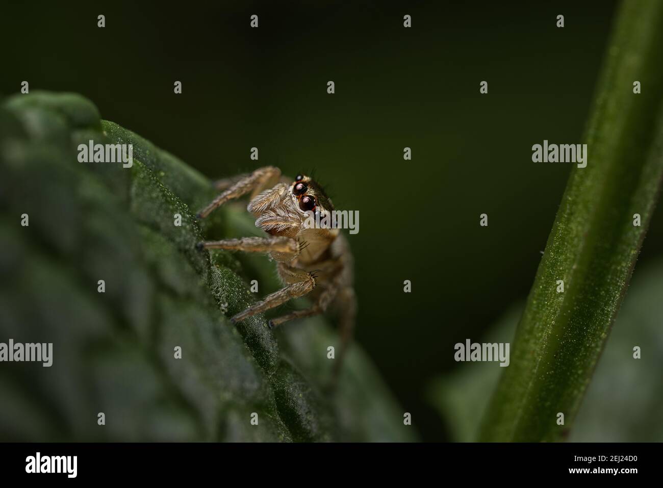 Giardino saltando ragno con sfondo verde Foto Stock Giardino saltando ragno con sfondo verde Foto Stock