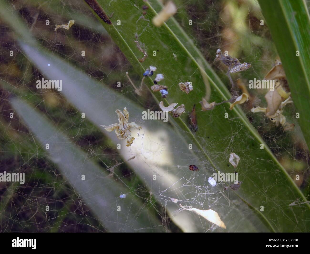 la rete di ragno che esiste all'interno di una pianta verde con alcune foglie e cose intrappolate nel web Foto Stock