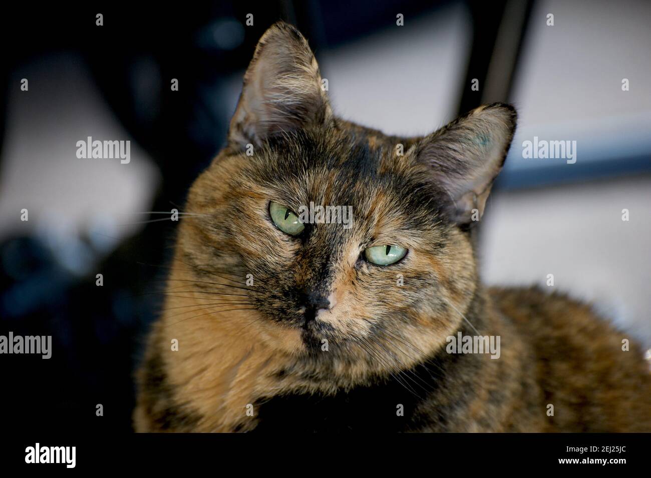 Millie dice Ciao. Il mio gatto, Millie, è difficile da fotografare: Vuole sempre controllare la mia macchina fotografica, e si avvicina troppo perché il mio obiettivo sia a fuoco! Foto Stock