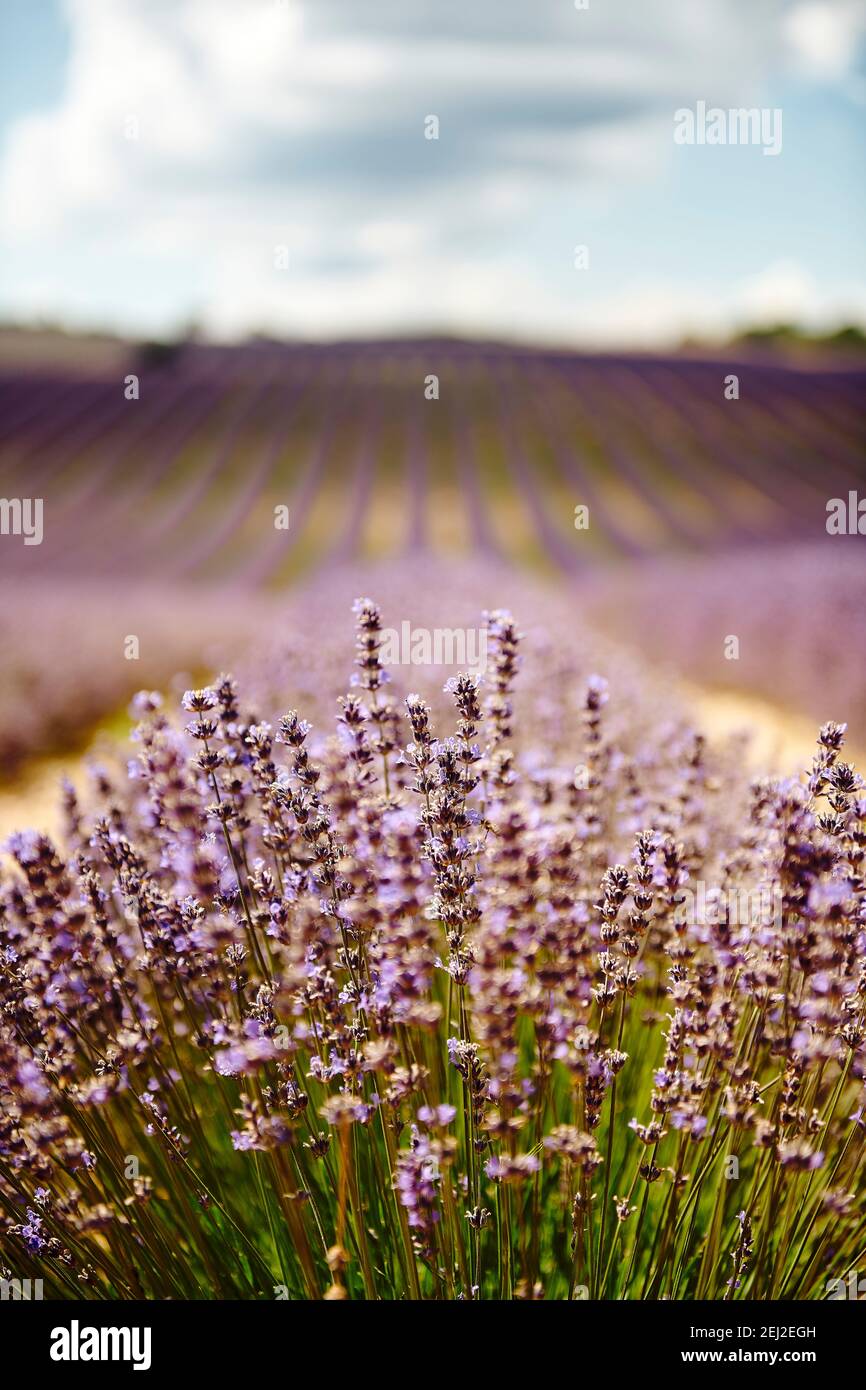 Tramonto su un campo di lavanda viola in Provenza, Foto Stock