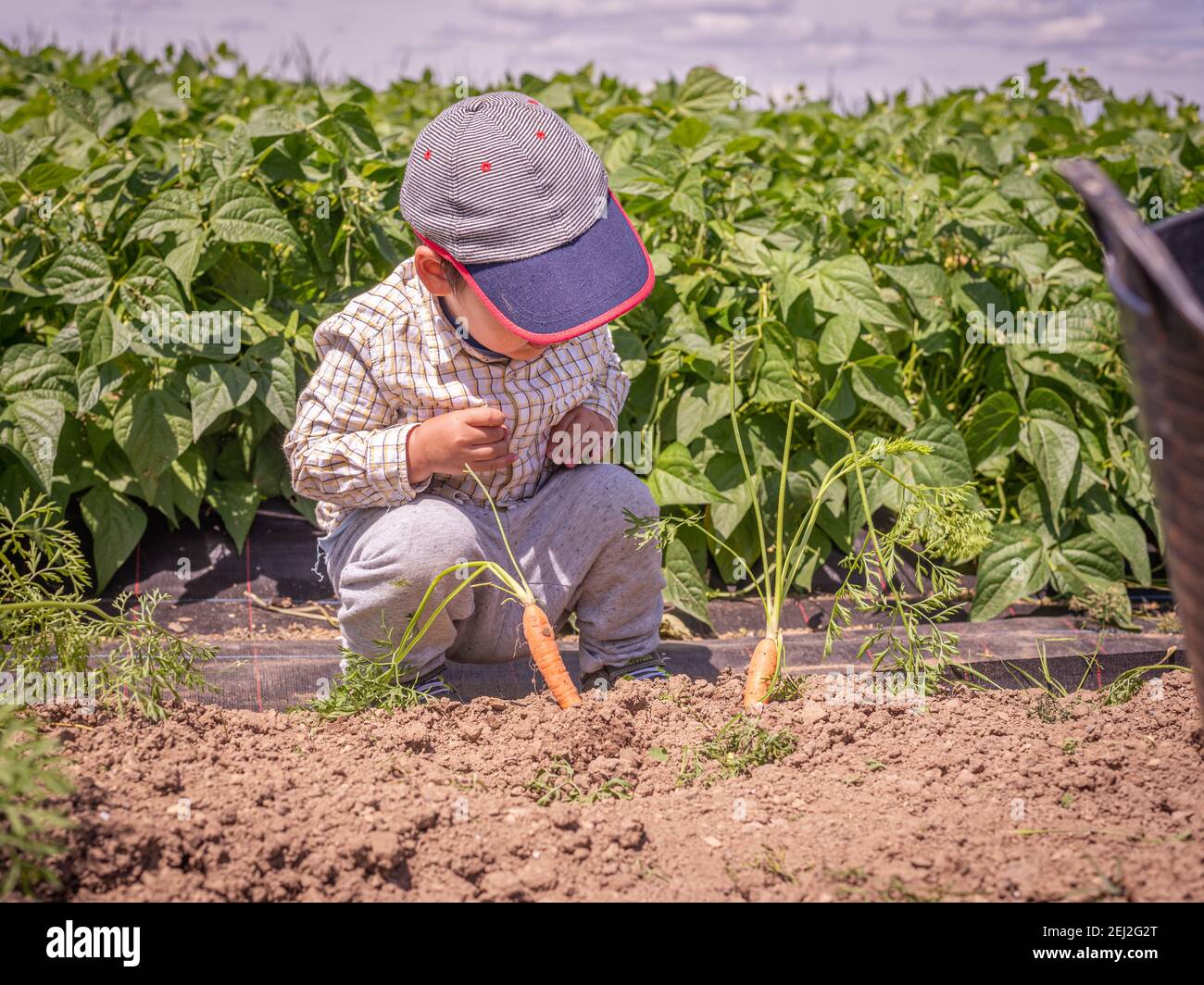 Vegetali di piantatura del bambino. Un ragazzo asiatico osserva le carote nel giardino. Felice infanzia e raccolto. Vevey, Svizzera. Foto Stock