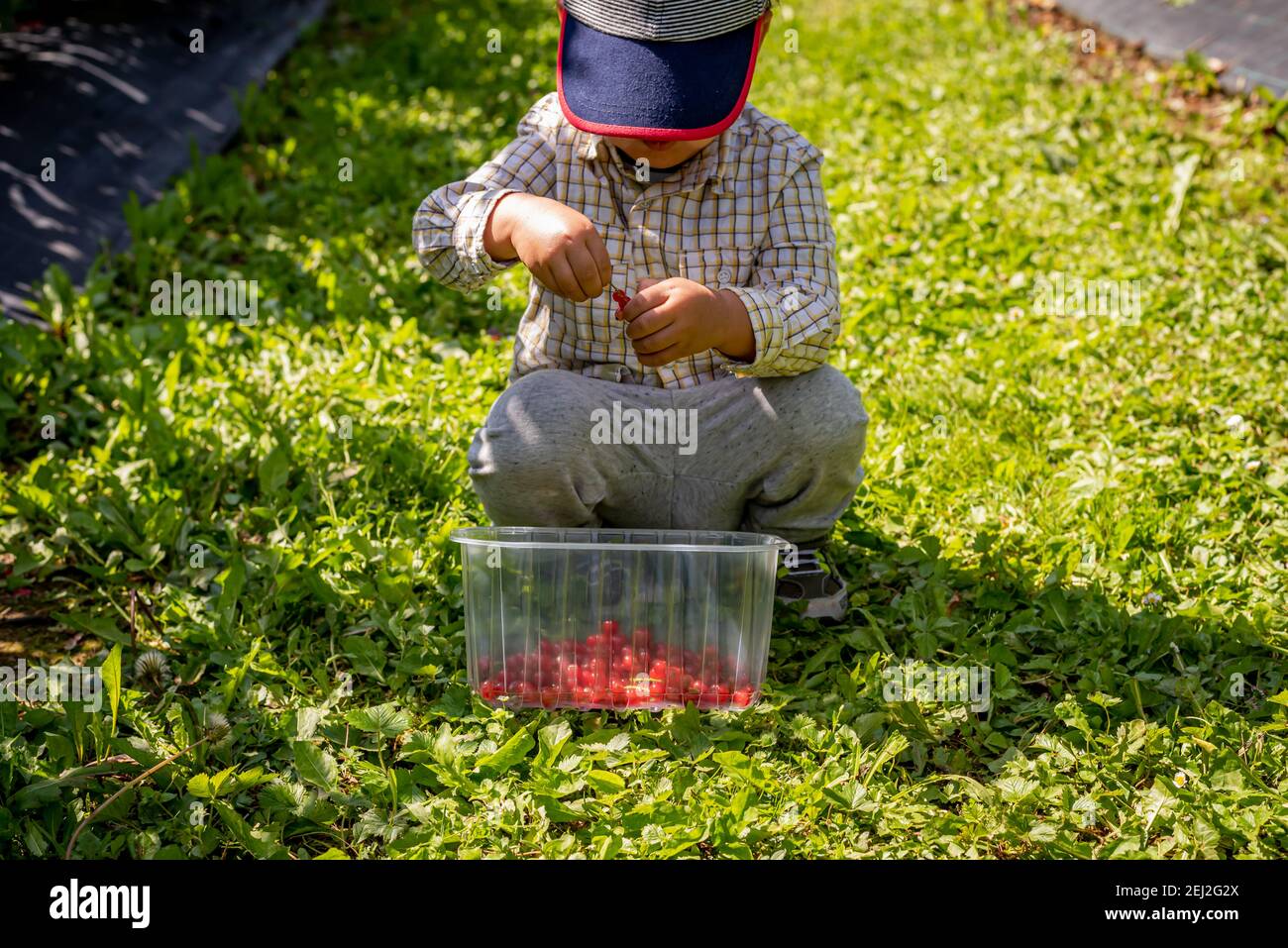 Bambini in giardino. Un ragazzo asiatico con un cestino di frutta in una giornata di sole. Self picking in una fattoria. Bacche di ribes rosso. Ribes rubrum. Vevey, Svizzeran Foto Stock