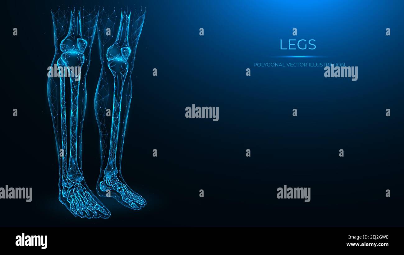 Illustrazione vettoriale anatomica poligonale delle gambe umane. Femore, rotula, tibia, fibula e ossa del piede. Modello poly basso delle gambe umane. Il concetto di a. Illustrazione Vettoriale