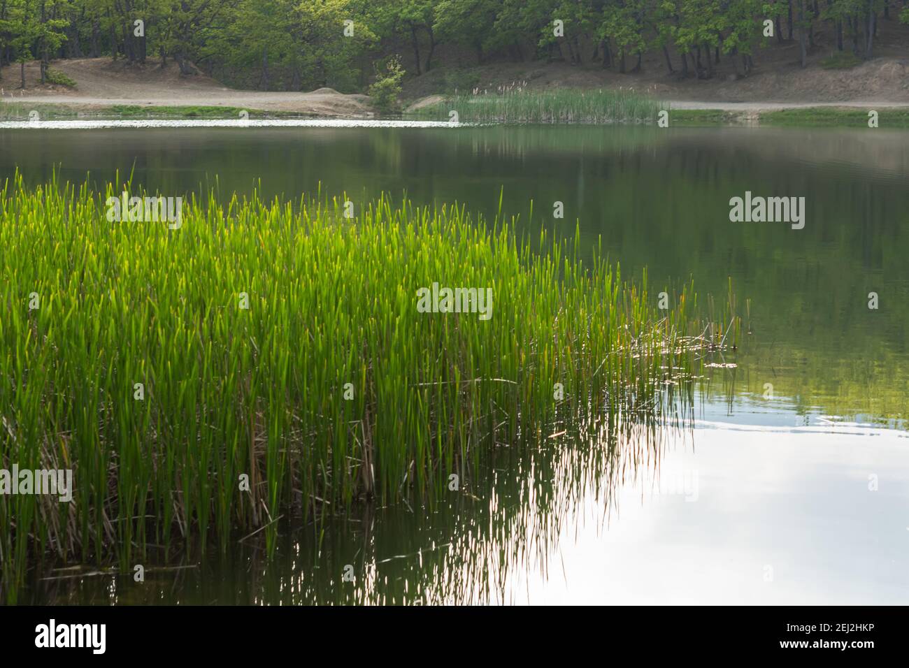Le canne verdi crescono sul lago d'estate. Sfondo di foresta naturale senza persone. Calmo paesaggio atmosferico al mattino presto. Il concetto di rela Foto Stock