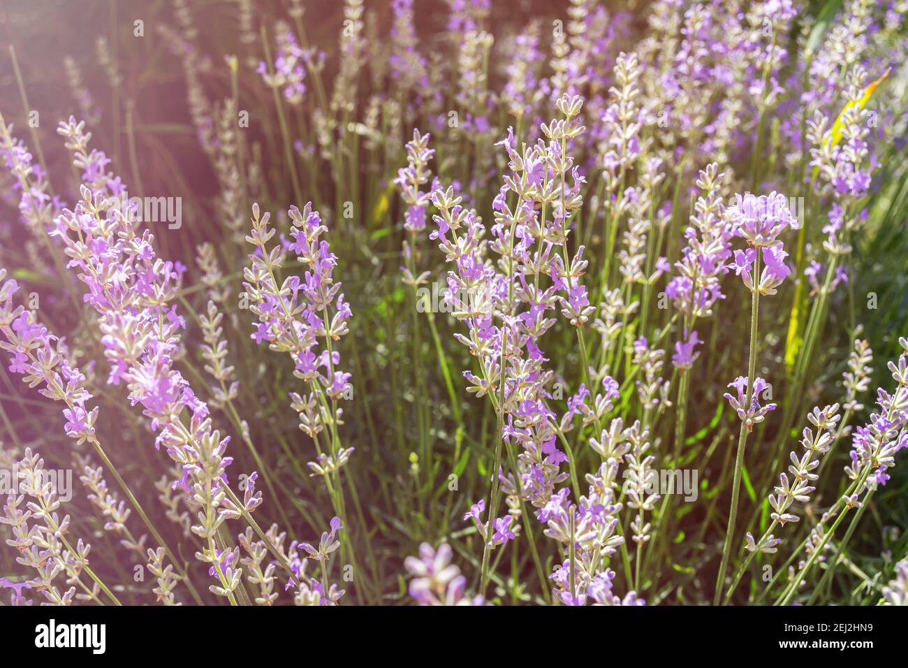 Sfondo astratto di fiori di lavanda. I raggi caldi del sole illuminano i fiori delicati. Il concetto di estate, sensazioni e profumi. Erbe Foto Stock