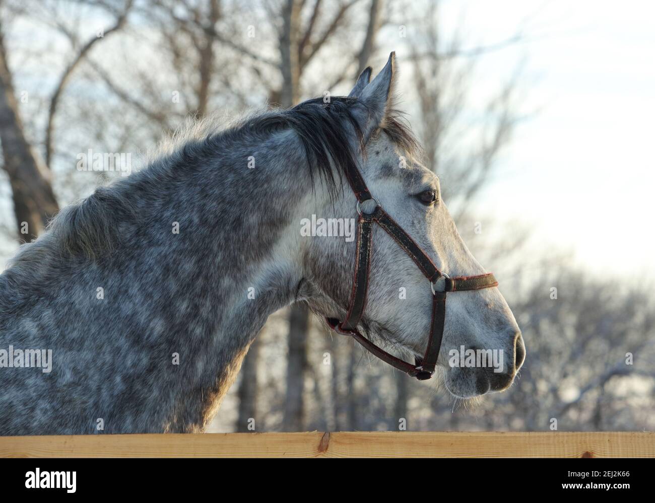 Ritratto di cavallo grigio andaluso su sfondo blu cielo Foto Stock