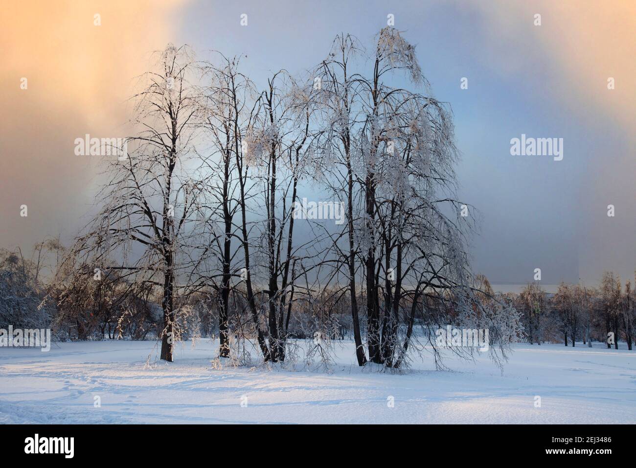 Serata gelida nel parco. Alberi coperti di ISH Foto Stock