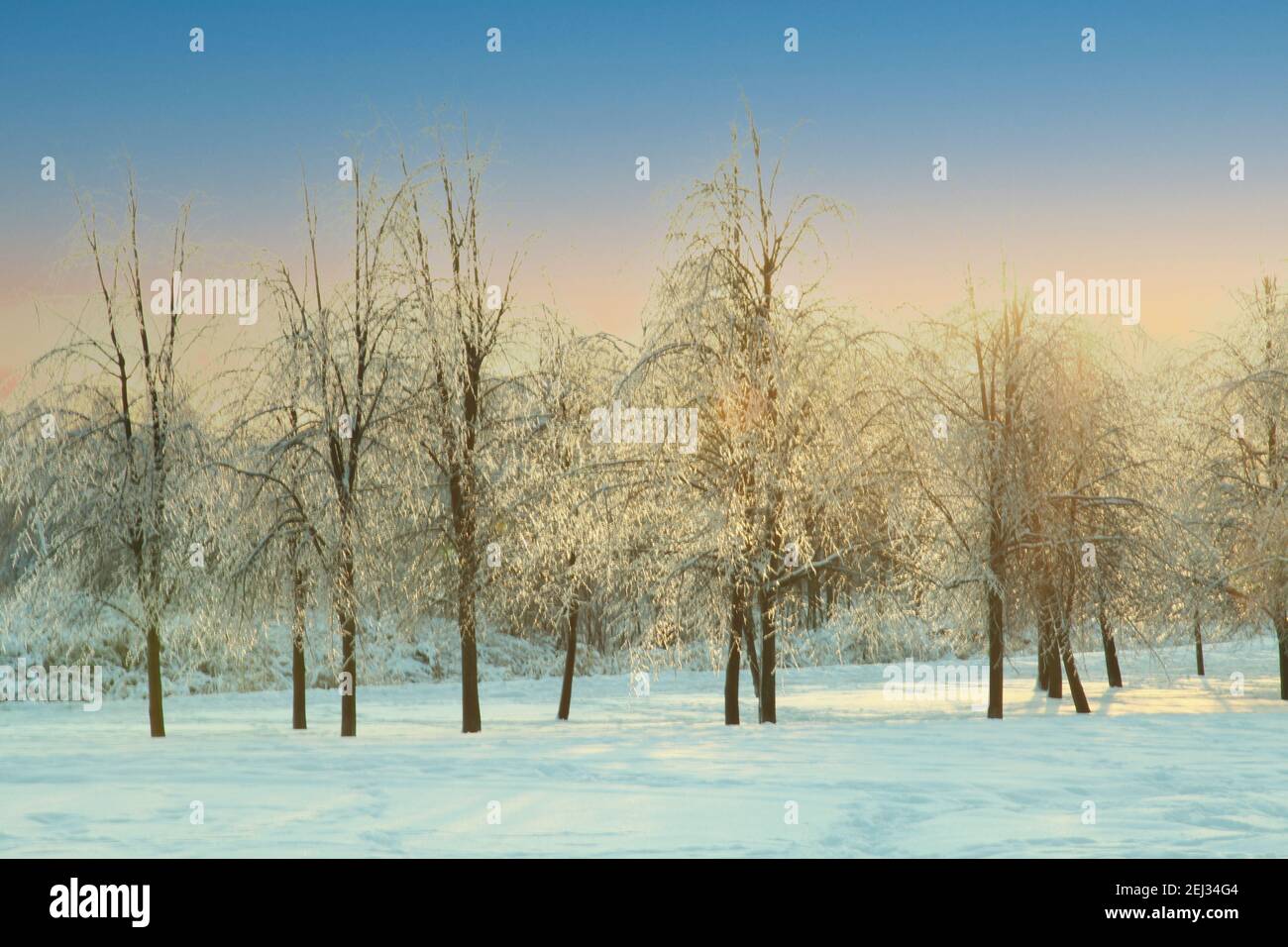 park alberi nei girlades del foglio di ghiaccio. Serata gelida Foto Stock