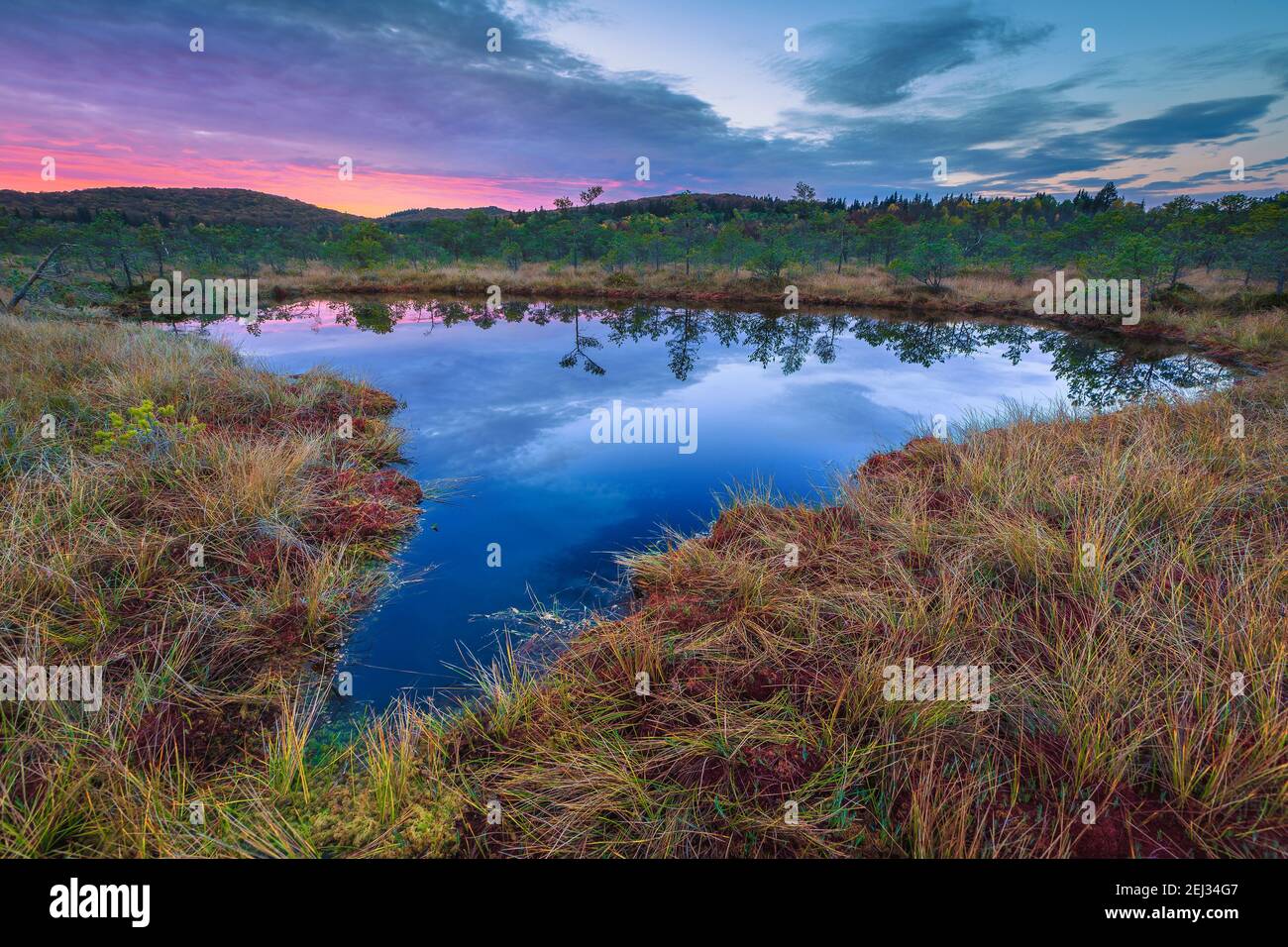 Magico paesaggio estivo con laghetto nella palude. Pinete verdi che riflettono sull'acqua nella palude, Tinovul Mohos, Transilvania, Romania, Euro Foto Stock