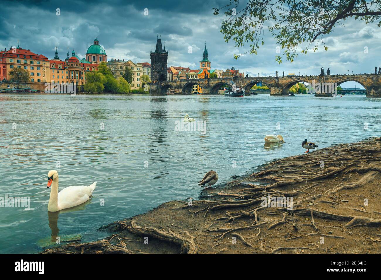 Maestosa città europea con grandi località turistiche e storiche. Cigni zama e anatre sulla riva del fiume Moldava, Praga, Repubblica Ceca, EUR Foto Stock