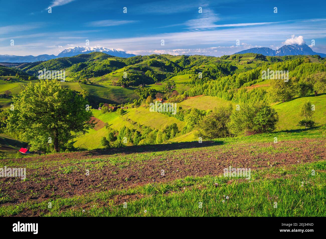 Splendido paesaggio di campagna primaverile con campi arati e montagne innevate sullo sfondo, villaggio Holbav, Transilvania, Romania, Europa Foto Stock