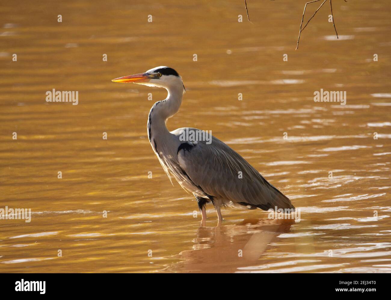 Airone grigio (Ardea cinerea) profilo di un airone grigio in piedi in acqua marrone fangosa Foto Stock