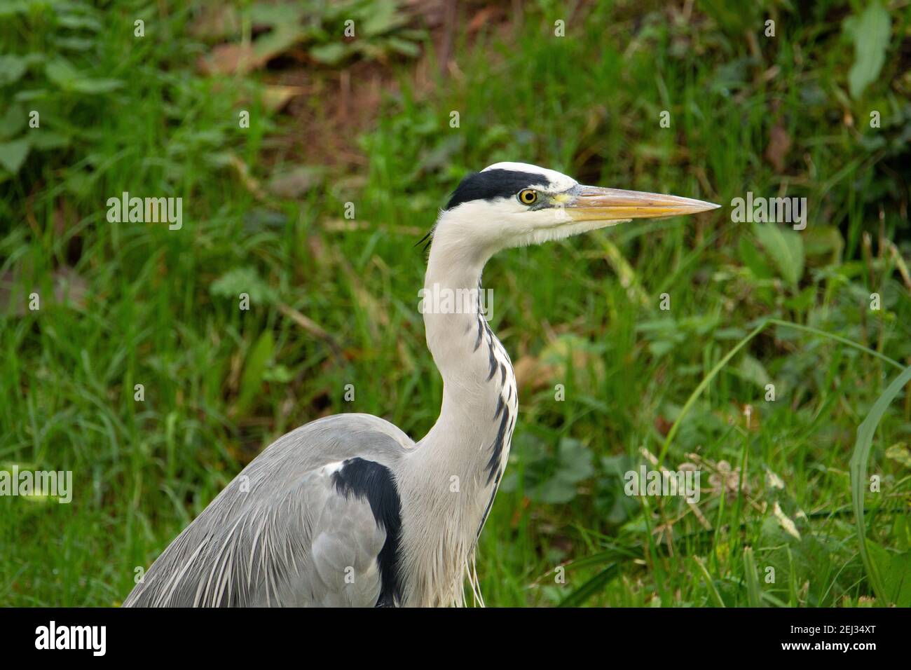 Airone grigio (Ardea cinerea) profilo di un airone grigio con sfondo verde naturale Foto Stock