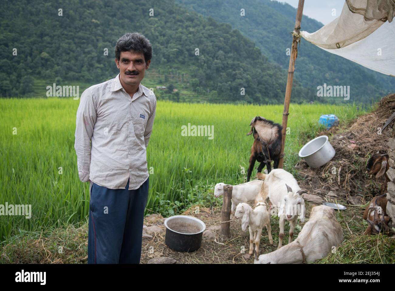 Pokhara, Nepal. 09-15-2017. Uomo e padre si prendono cura e nutrendo il suo bestiame in un piccolo villaggio sulle montagne del Nepal. Foto Stock
