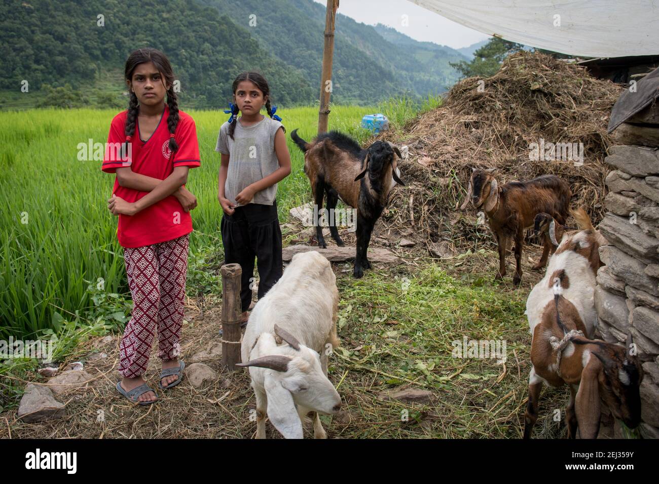 Pokhara, Nepal. 09-15-2017. Due ragazze che prendono cura e alimentano il bestiame in un piccolo villaggio nelle montagne del Nepal. Foto Stock