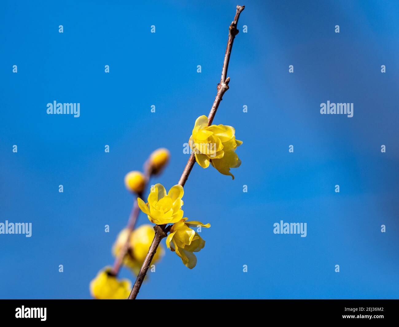 I fiori di Wintersweet, praecox Chimonanthus, fioriscono a metà febbraio in un parco vicino Yokohama, Giappone. Foto Stock