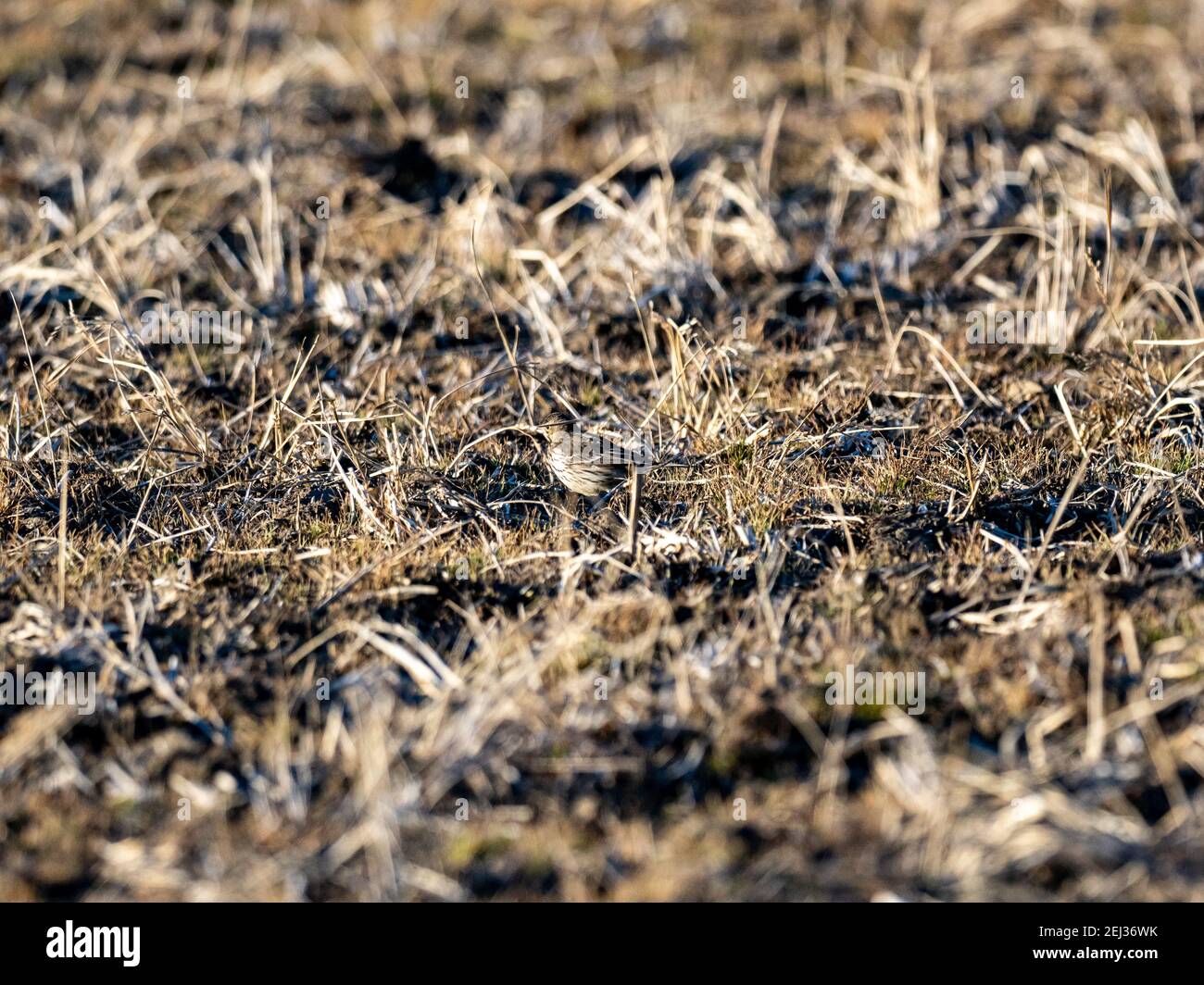 Un piccolo songbird pipelit si nasconde nell'erba bassa di un campo di riso invernale fieno su una piccola fattoria vicino a Yokohama, Giappone. Foto Stock
