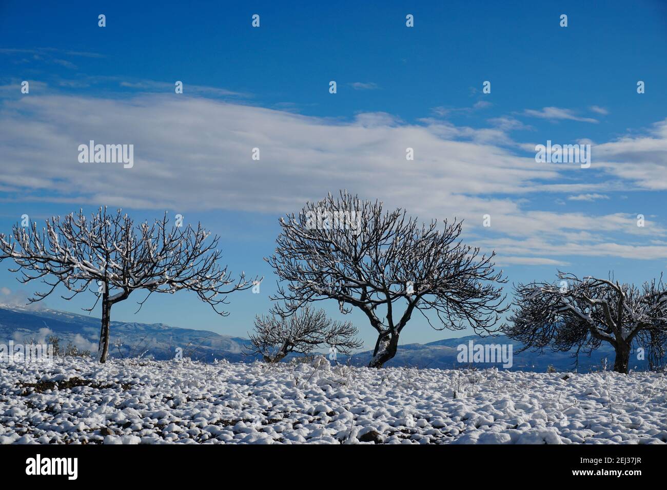 Una fila di fichi in inverno in un paesaggio innevato nel sud della Spagna. Foto Stock