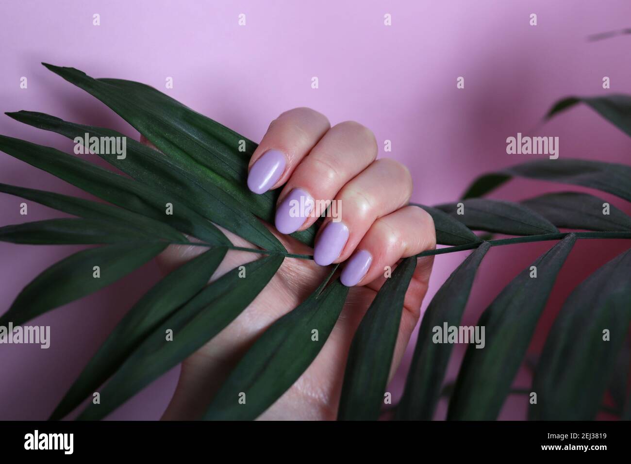 La mano femminile con unghie di colore viola tiene la foglia di palma su sfondo rosa. Concetto di manicure e bellezza Foto Stock