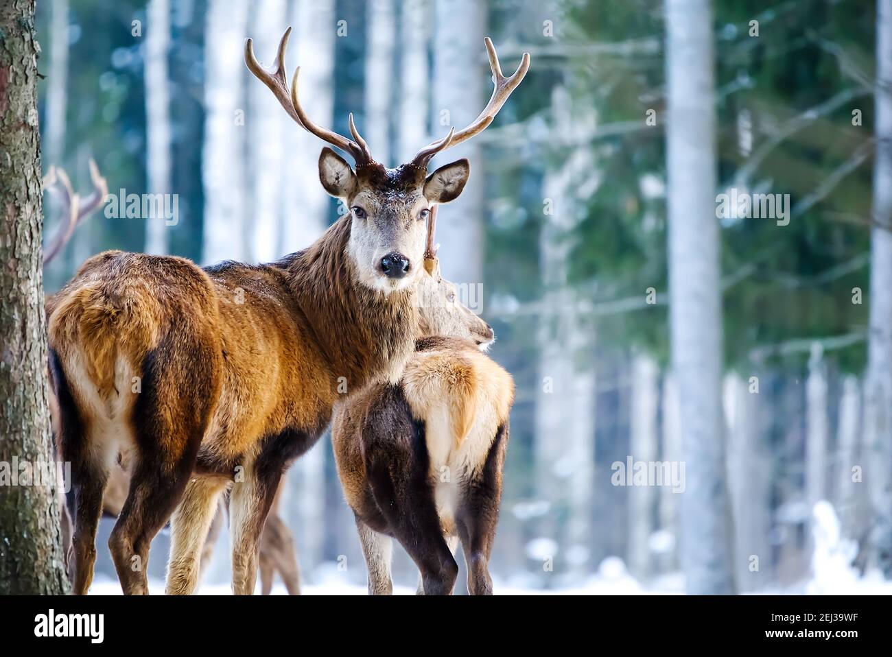 Cervi rossi nella foresta invernale. Fauna selvatica, protezione della natura. Allevare cervi nel loro ambiente naturale. Foto Stock