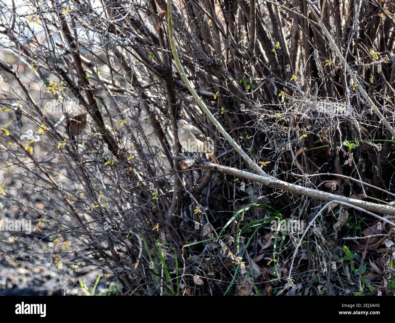 Una redstart dauriana femminile, Fenicurus auroreus, nel pennello accanto ad una piccola zona umida in una giornata invernale luminosa nel parco della Foresta di Izumi, Yamato, Kanagawa Pre Foto Stock Una redstart dauriana femminile, Fenicurus auroreus, nel pennello accanto ad una piccola zona umida in una giornata invernale luminosa nel parco della Foresta di Izumi, Yamato, Kanagawa Pre Foto Stock