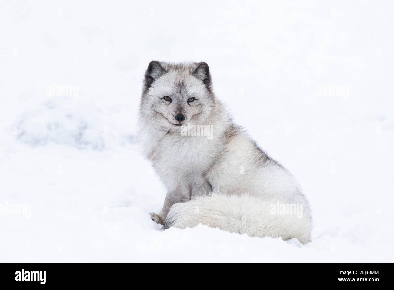 Arctic Fox volpe (Vulpes vulpes lagopus), prigionieri Highland Wildlife Park, Kingussie, Highlands scozzesi, REGNO UNITO Foto Stock