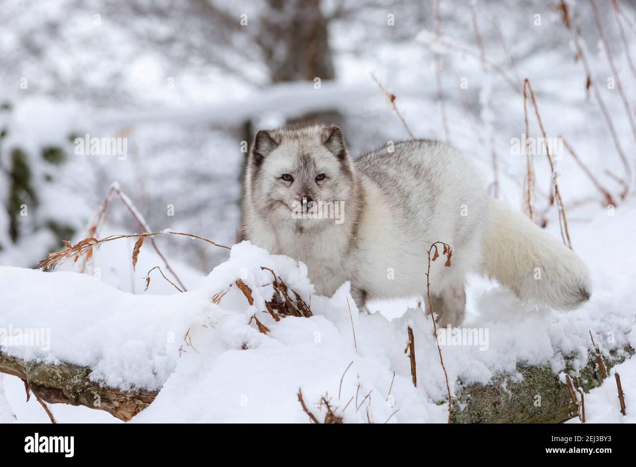 Arctic Fox volpe (Vulpes vulpes lagopus), prigionieri Highland Wildlife Park, Kingussie, Highlands scozzesi, REGNO UNITO Foto Stock