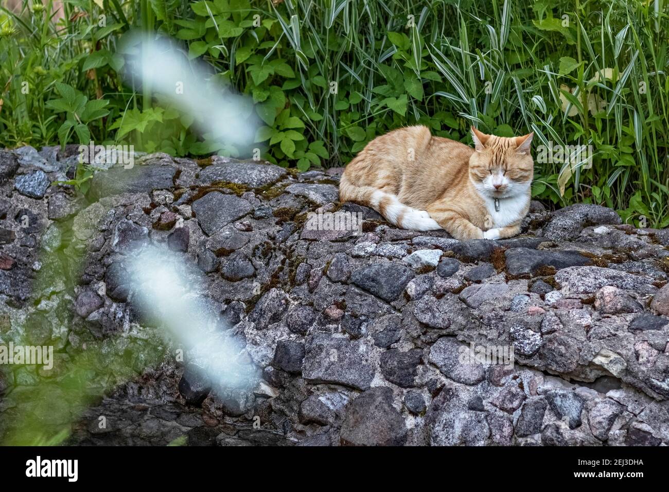 Zenzero morbido gatto si trova su erba verde nel giardino. Ora legale. Foto Stock
