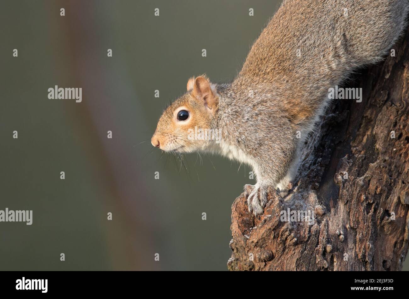 Scoiattolo grigio presso la Riserva Naturale degli alti battelli Foto Stock