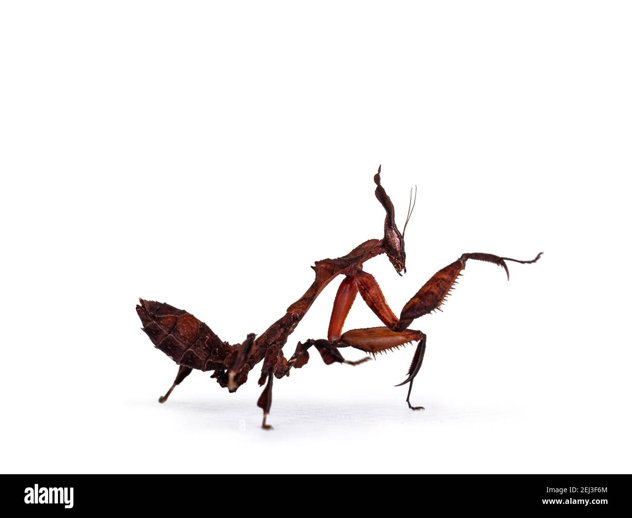 Vista laterale di Ghost Mantis aka Phyllocrania paradoxa ninfa. In piedi vie laterali con una zampa in posizione kung fu. Isolato su sfondo bianco. Foto Stock