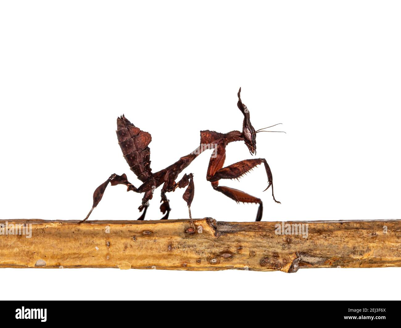Vista laterale di Ghost Mantis aka Phyllocrania paradoxa ninfa. Camminando vie laterali su bastone di legno. Isolato su sfondo bianco. Foto Stock