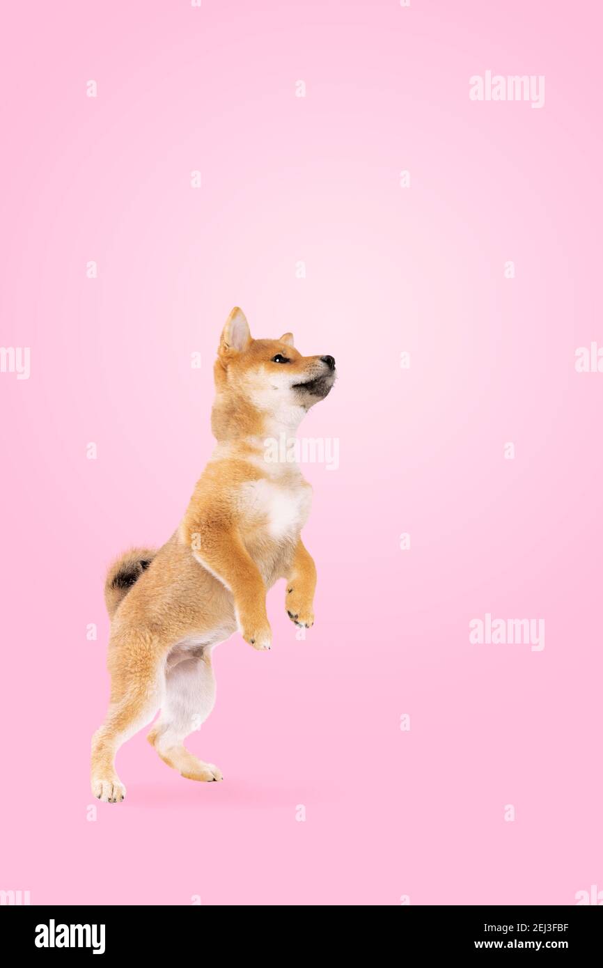 jumping cane cucciolo shiba inu di fronte al gradiente rosa sfondo Foto Stock