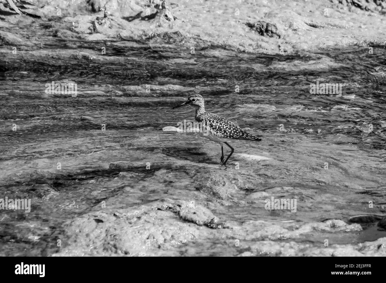 Le gambe gialle minori, una specie di cecchino della famiglia di Snipe Foto Stock