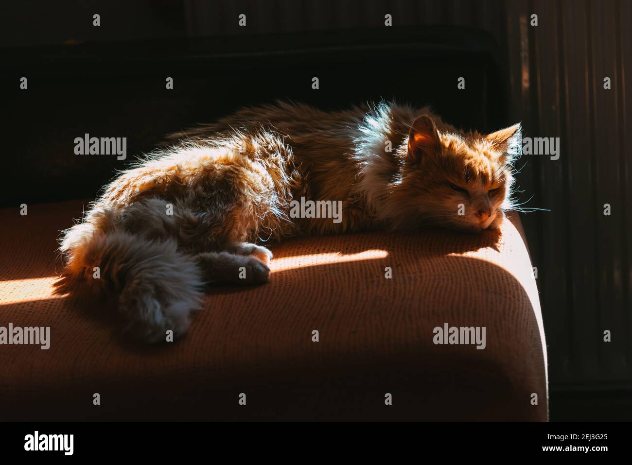 gatto della foresta norvegese che riposa a metà pomeriggio Foto Stock