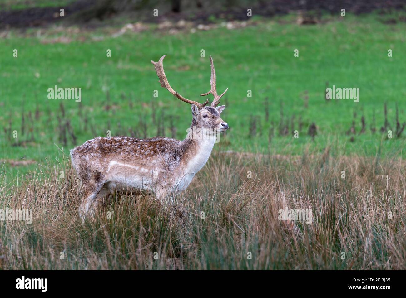 Fallow cervi buck (Dama dama), Dallam, Cumbria, Regno Unito Foto Stock