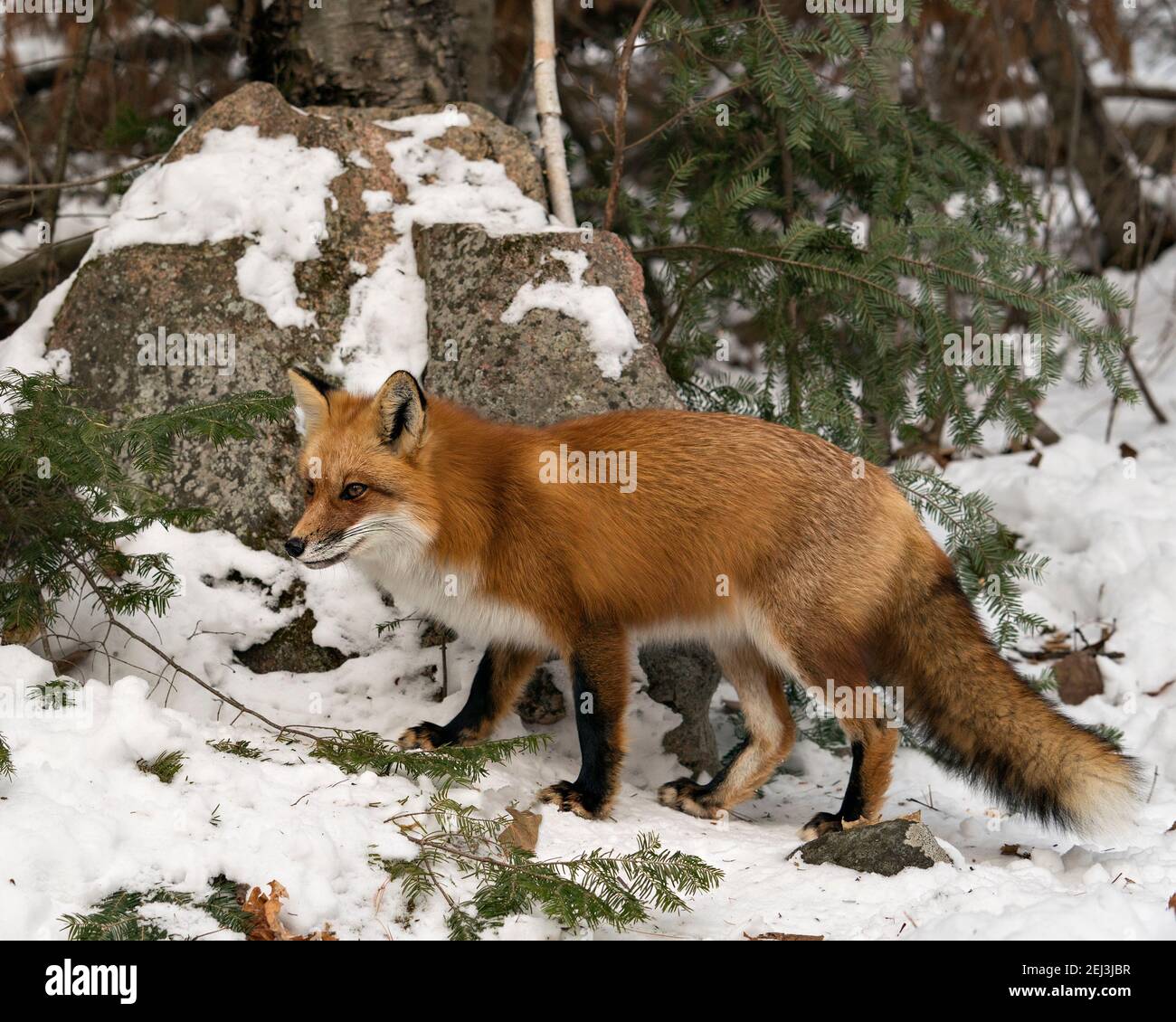 Vista del profilo in primo piano della volpe rossa nella stagione invernale nel suo ambiente e habitat con fondo roccioso e boschivo con coda di volpe, pelliccia. FOX Foto Stock