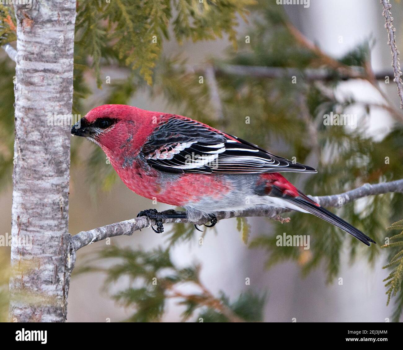 Vista ravvicinata del profilo di Pine Grossbeak, arroccata con uno sfondo sfocato nel suo ambiente e habitat. Immagine. Immagine. Verticale. Grosbeak stock foto. Foto Stock