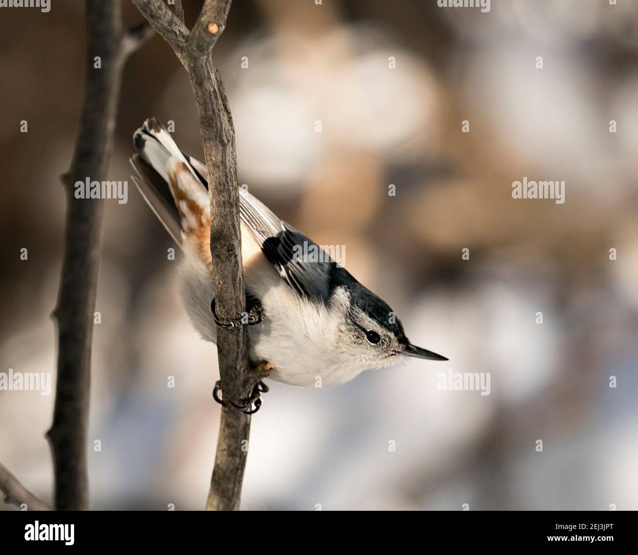 Vista ravvicinata del profilo di Nuthatch, di colore bianco, appollaiato su un ramo con sfondo sfocato nel suo ambiente e habitat. Immagine. Immagine. Verticale. WI Foto Stock Vista ravvicinata del profilo di Nuthatch, di colore bianco, appollaiato su un ramo con sfondo sfocato nel suo ambiente e habitat. Immagine. Immagine. Verticale. WI Foto Stock