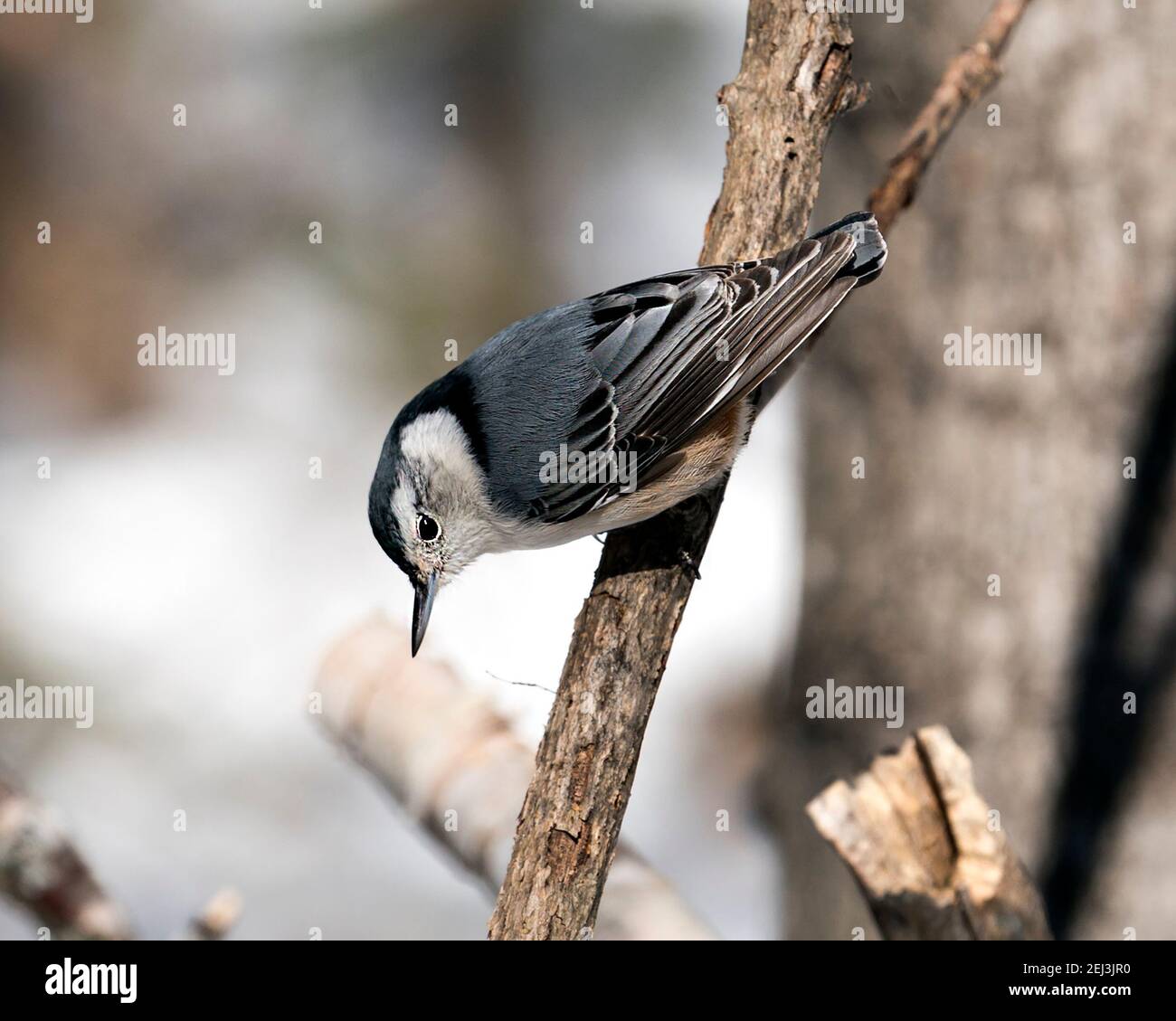 Vista ravvicinata del profilo di Nuthatch, di colore bianco, appollaiato su un ramo con sfondo sfocato nel suo ambiente e habitat. Immagine. Immagine. Verticale. WI Foto Stock Vista ravvicinata del profilo di Nuthatch, di colore bianco, appollaiato su un ramo con sfondo sfocato nel suo ambiente e habitat. Immagine. Immagine. Verticale. WI Foto Stock