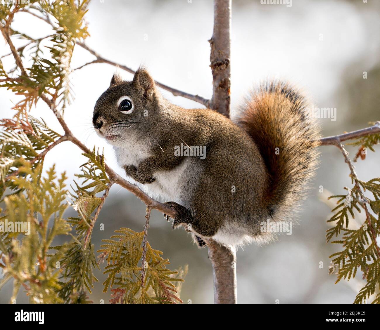 Vista ravvicinata del profilo dello scoiattolo nella foresta in piedi su un ramo di cedro con uno sfondo sfocato che mostra la sua pelliccia marrone, zampe, coda bushy. Immagine. Foto Stock