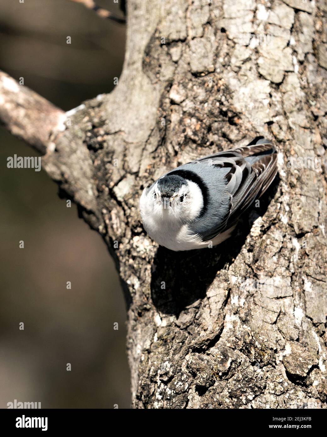 Vista ravvicinata del profilo di Nuthatch, di colore bianco, appollaiato su un tronco d'albero con sfondo sfocato e guardando la telecamera nel suo ambiente e habitat. IMA Foto Stock Vista ravvicinata del profilo di Nuthatch, di colore bianco, appollaiato su un tronco d'albero con sfondo sfocato e guardando la telecamera nel suo ambiente e habitat. IMA Foto Stock