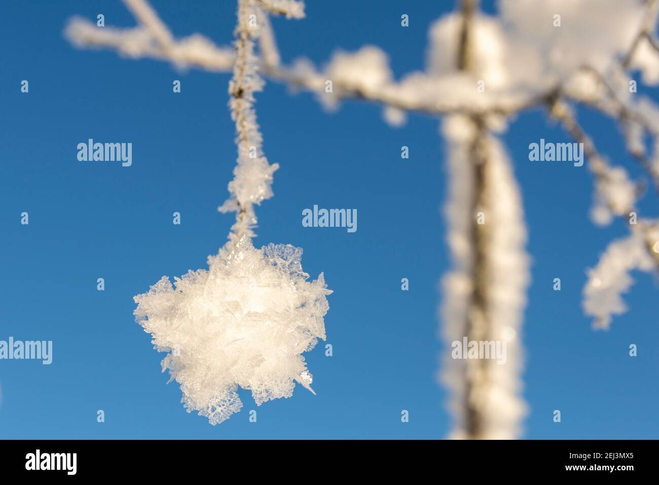 Cristalli di neve su un twig crea un pezzo di gioielli, e sullo sfondo un cielo blu, immagine dal vasternorrland Svezia. Foto Stock