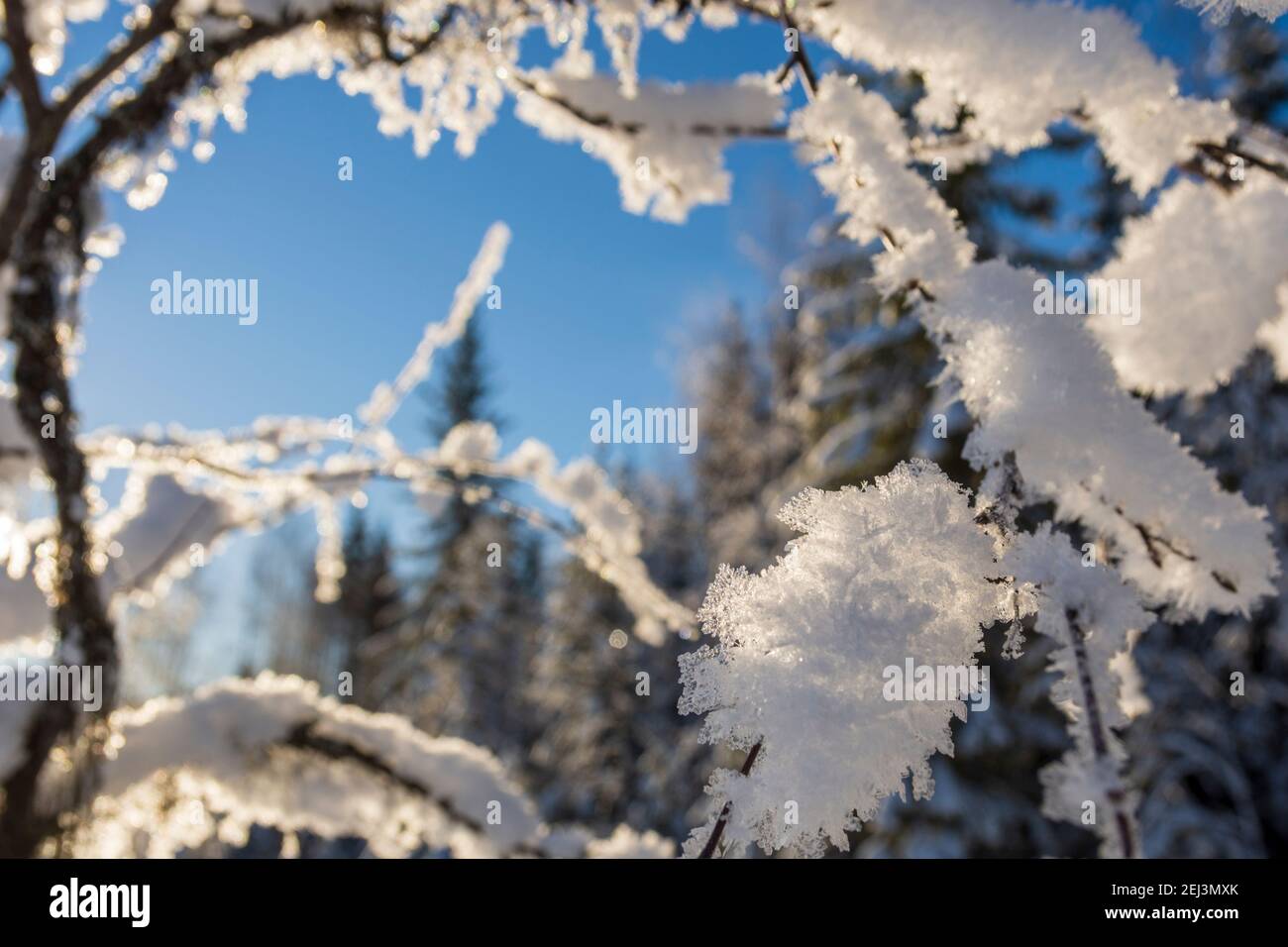 Vista attraverso una cornice di ramoscelli con cristalli di neve di fronte e uno sfondo poco affilato di foresta innevata e un cielo blu, foto da Vasternorrland Svezia. Foto Stock