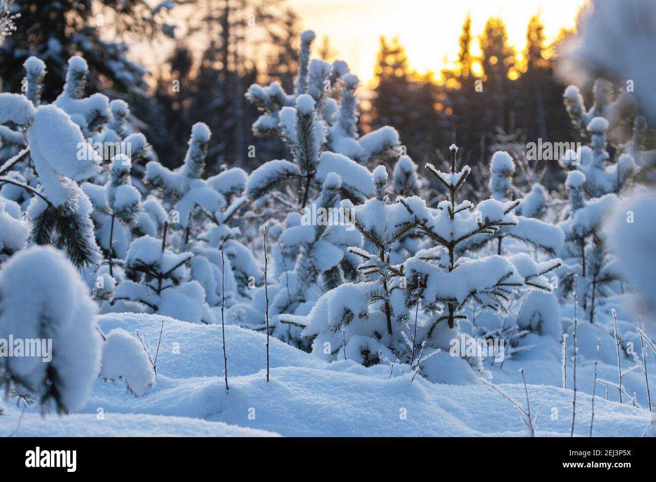 Pino Baltico piccolo e giovane o pino scozzese, Pinus sylvestris alberi su una terra forestale durante un inverno innevato in Estonia, Nord Europa. Foto Stock