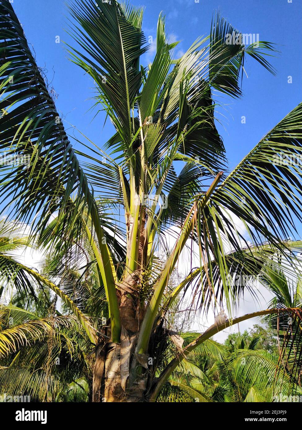 Le foglie di cocco danneggiate dagli scarabei sono danneggiate. Foto Stock