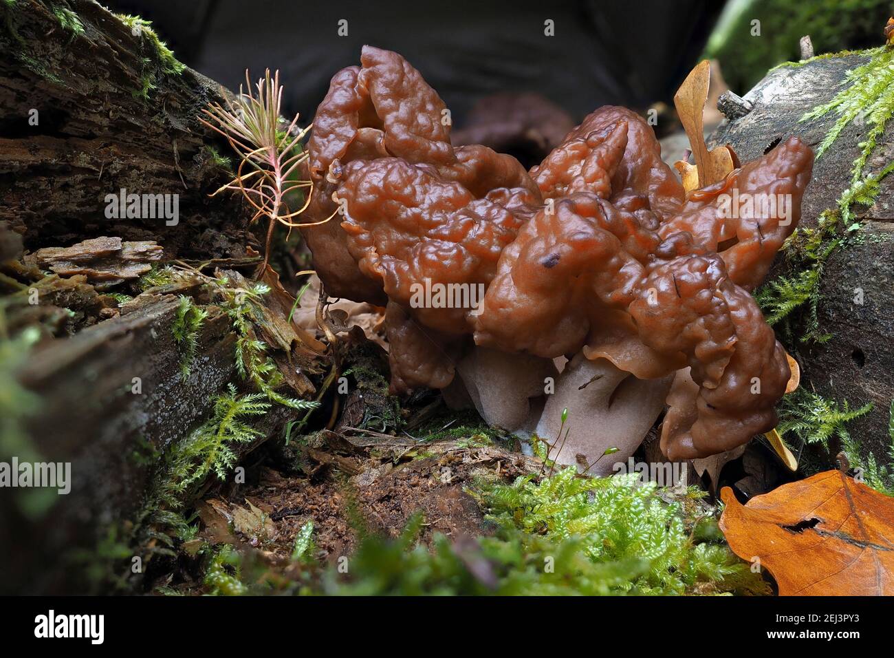 Il falso morello con cappuccio (Gyromitra infula) è un fungo velenoso mortale , una foto intristante Foto Stock