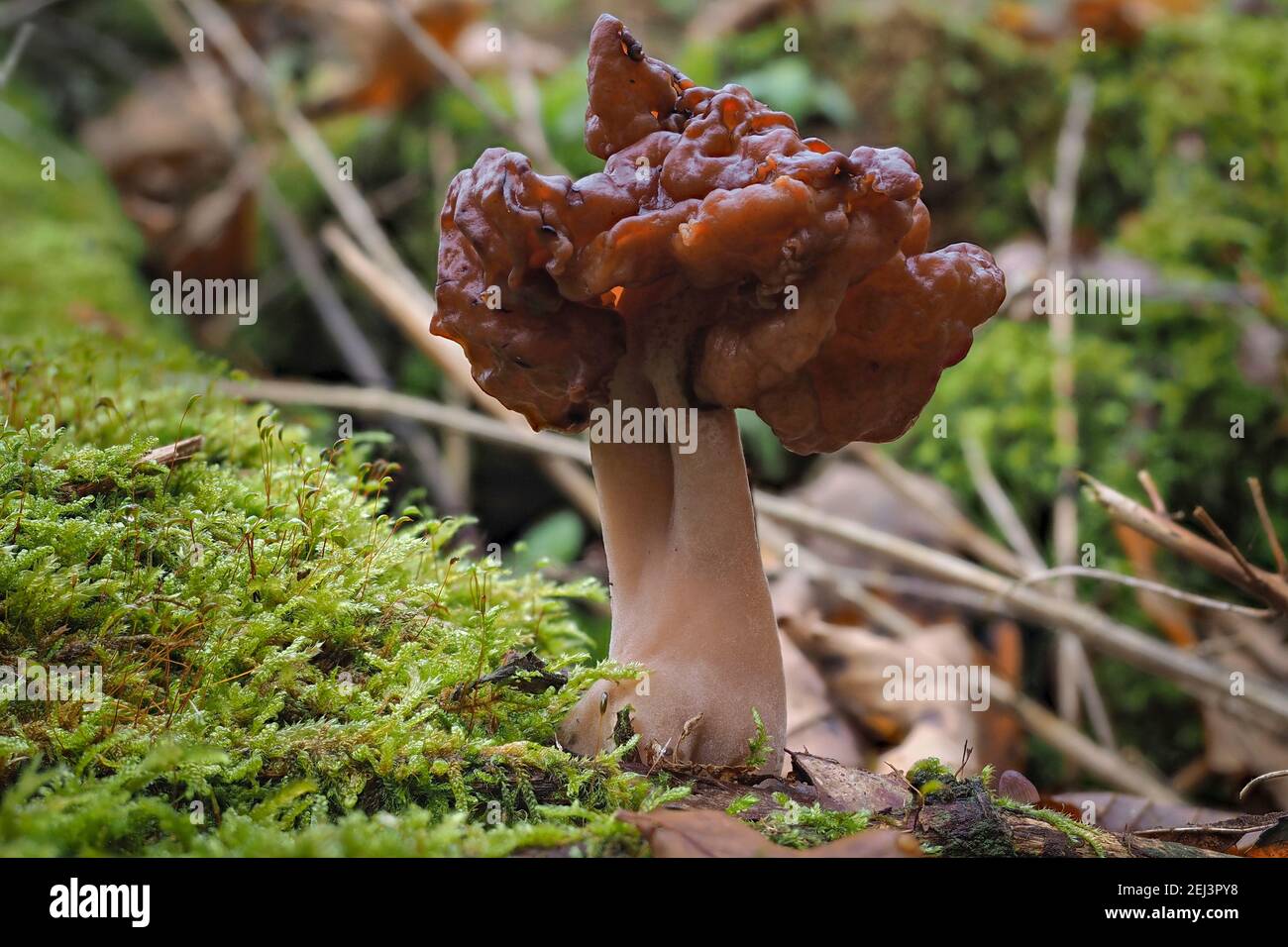 Il falso morello con cappuccio (Gyromitra infula) è un fungo velenoso mortale , una foto intristante Foto Stock