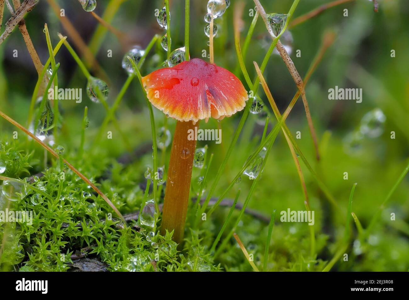 Il cappuccio di cera annerente (Hygrocybe conica) è un fungo non commestibile , una foto intrestibile Foto Stock