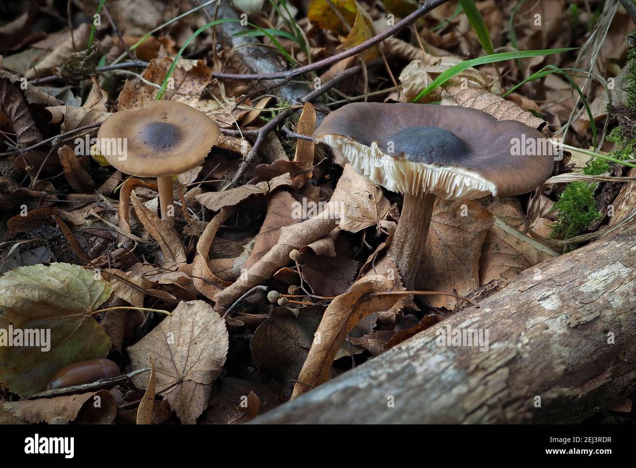 La Melanoleuca friesii è un fungo non commestibile , una foto intrestante Foto Stock