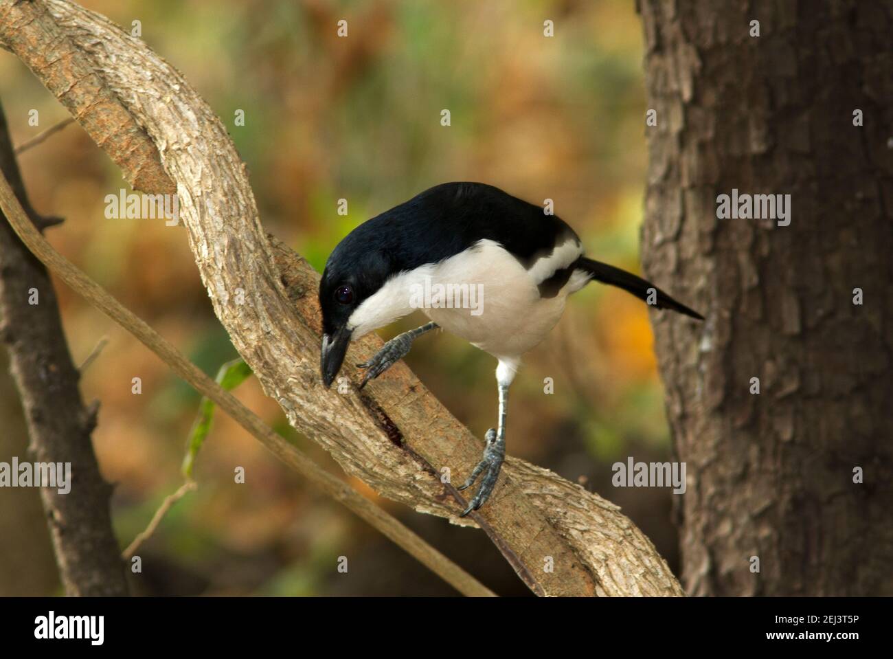 Un uccello comune di boschivi, il Boubou tropicale è un residente attivo con una chiamata antifona distintiva e melodica e i gamberetti di allarme duro Foto Stock
